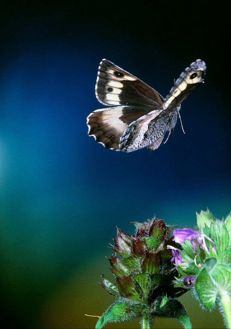 Grayling butterfly,high-speed photograph