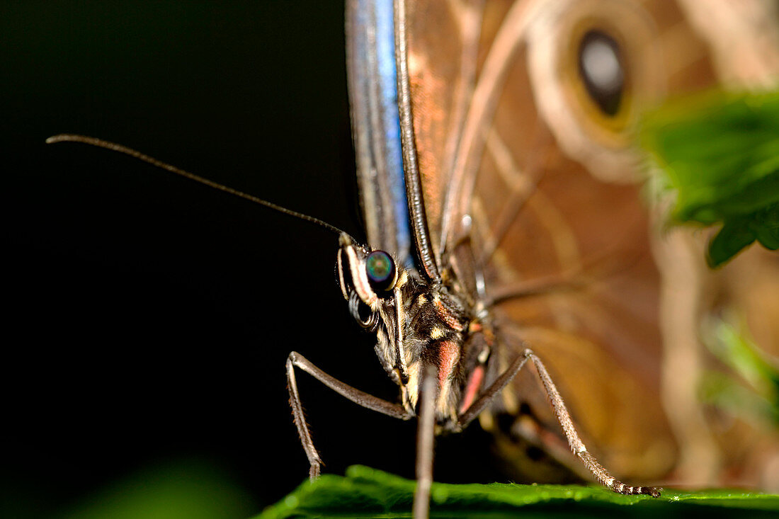 Common morpho butterfly