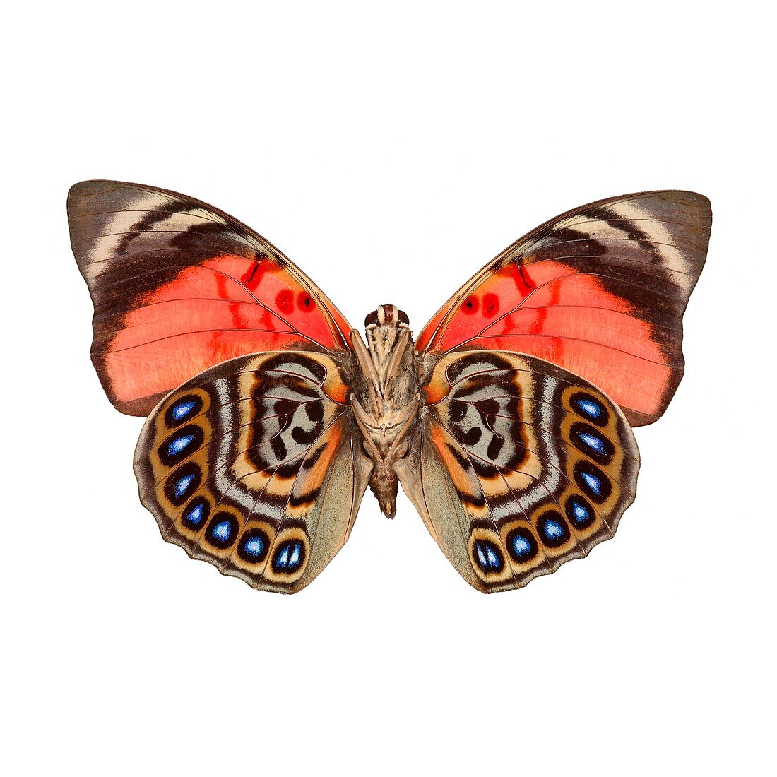 Agrias claudina butterfly