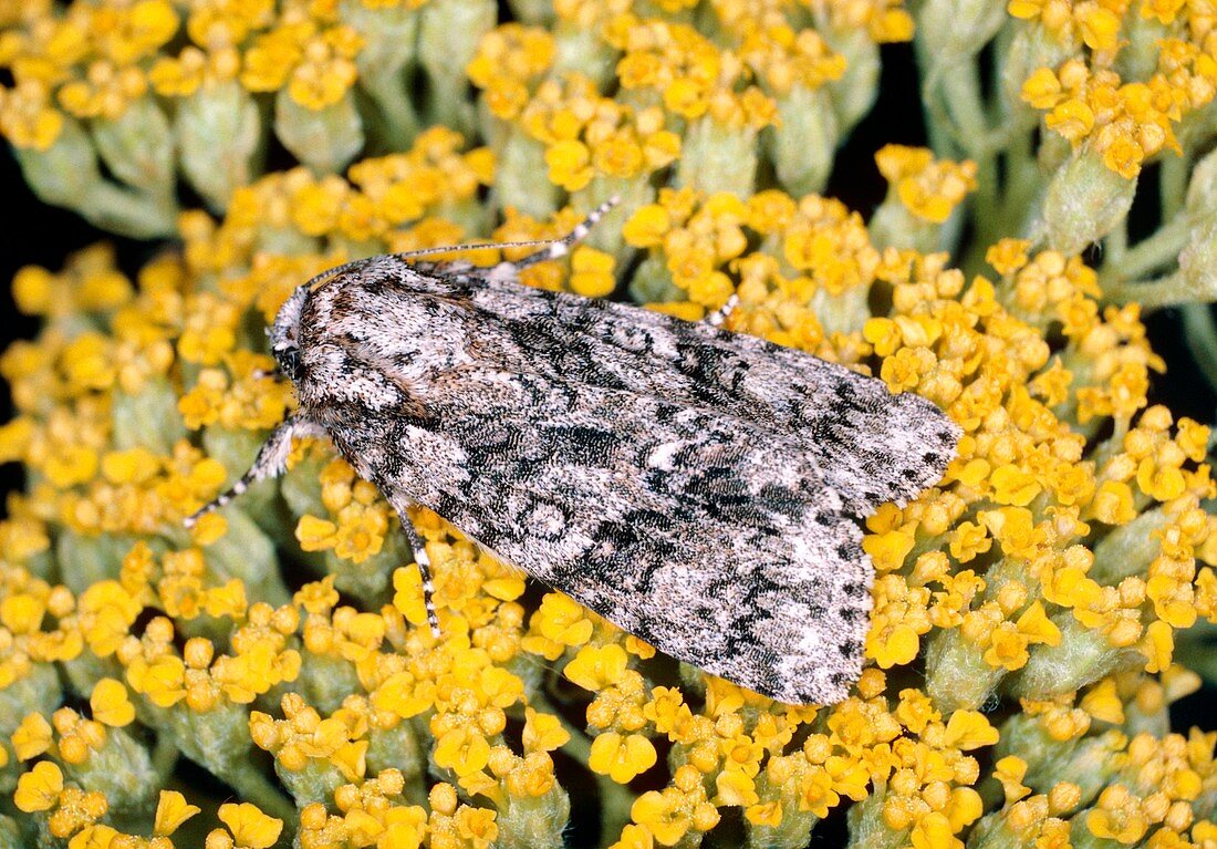 Knot grass moth (Acronicta rumicis)
