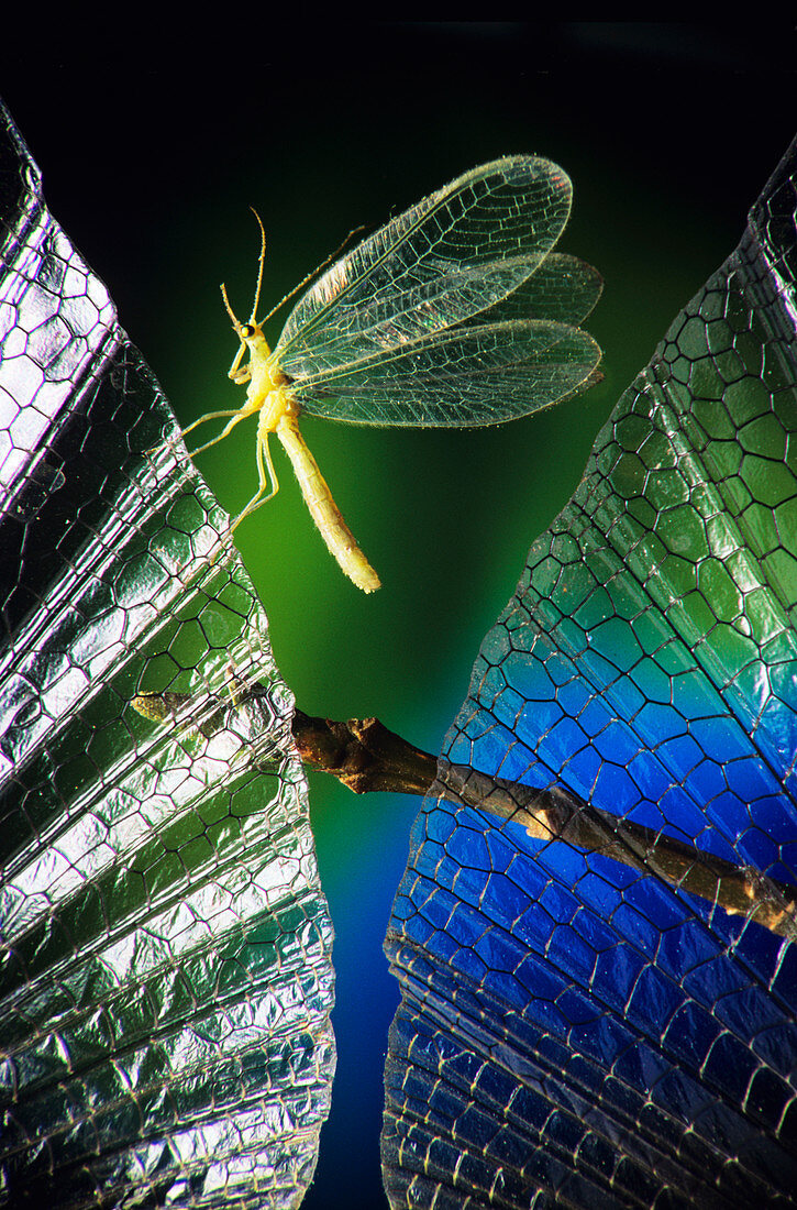 High-speed photo of a green lacewing in flight