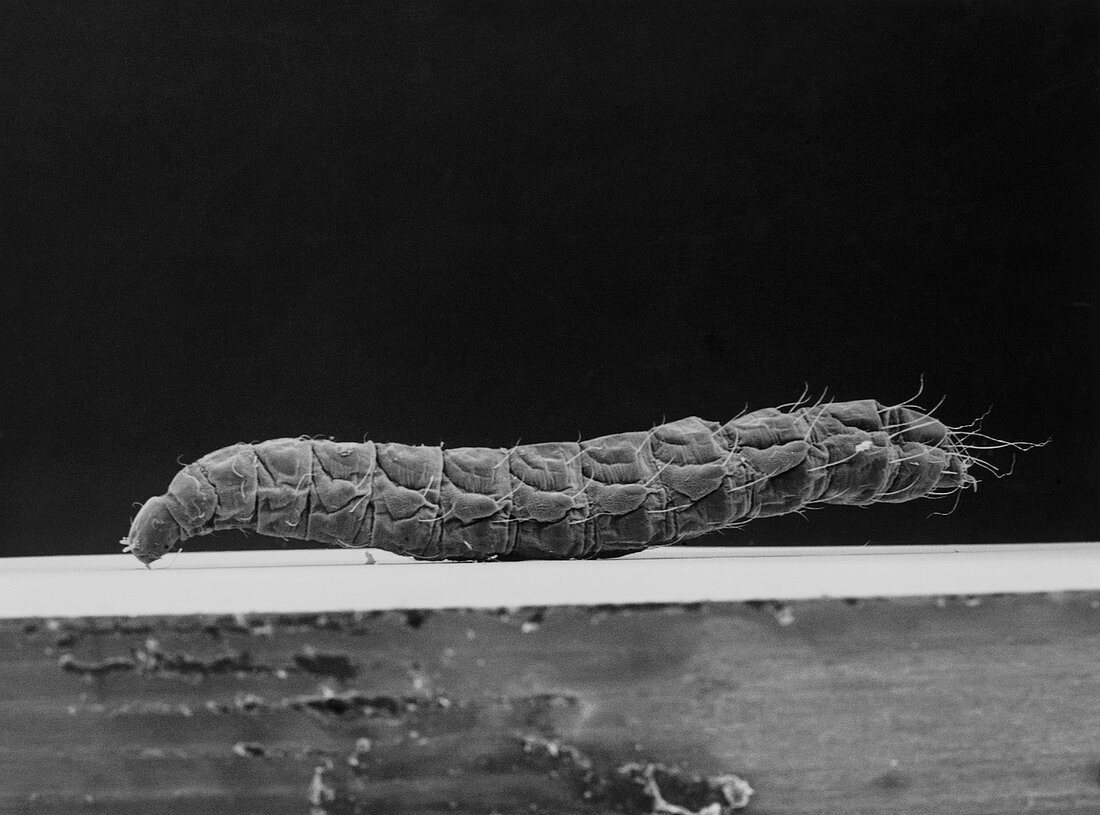 SEM of a cat flea larva