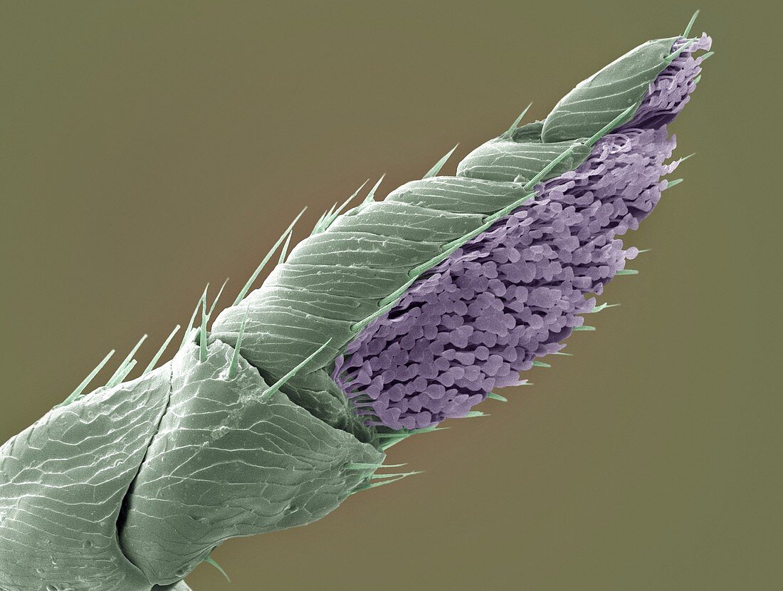 Squirrel flea antenna,SEM