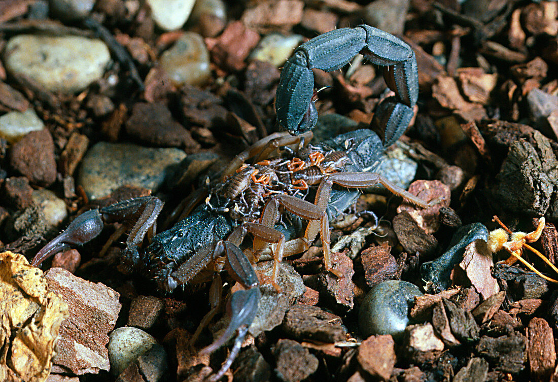 Centrodes scorpion with young