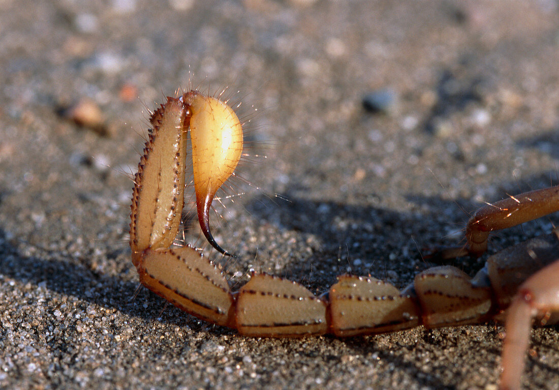 Scorpion tail