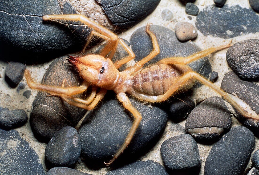 False spider or wind scorpion on pebbles and sand