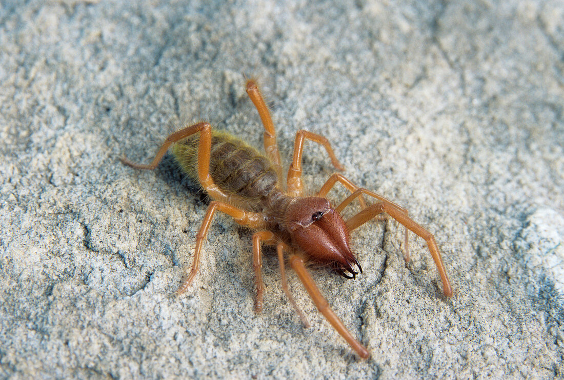 Wind scorpion