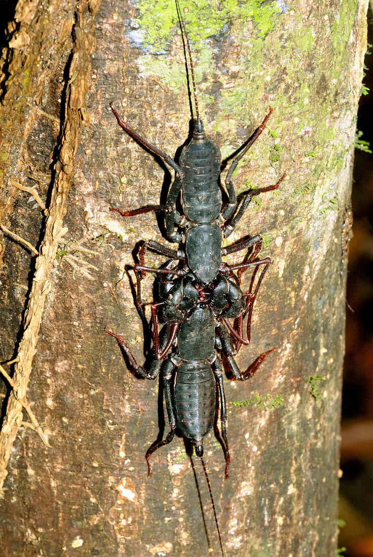 Whipscorpions courting