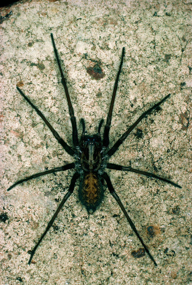 macrophoto of common house spider-Tegenaria atrica