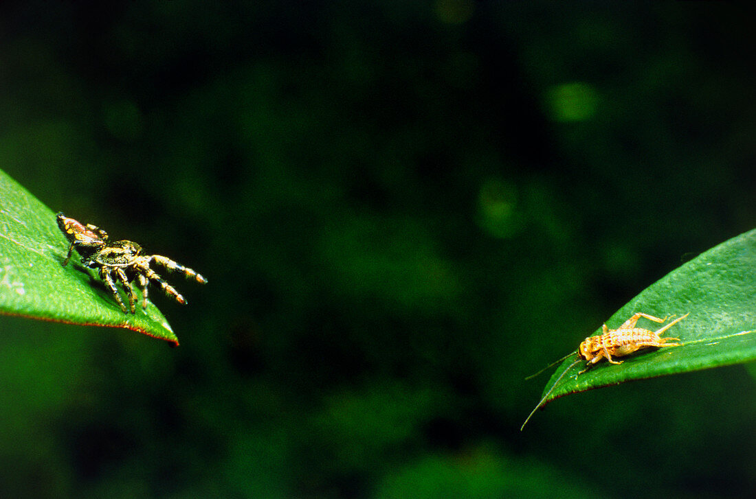 Panamaian jumping spider Eris aurantia