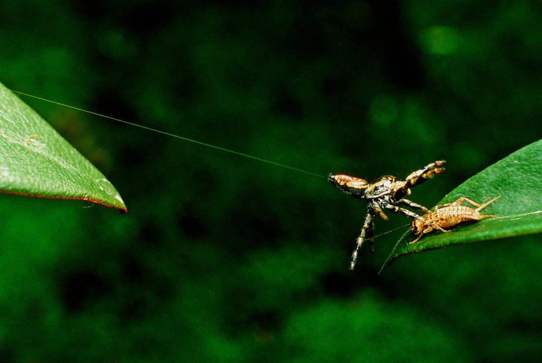 Panamanian jumping spider Eris Aurantia