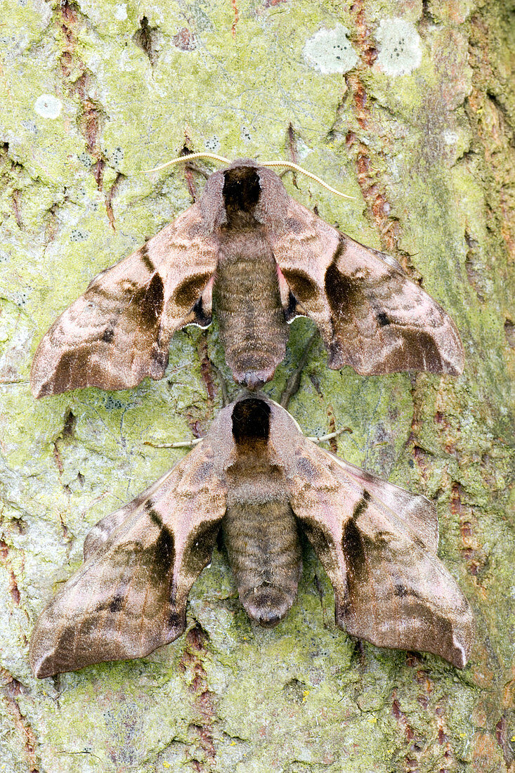 Eyed hawk-moths