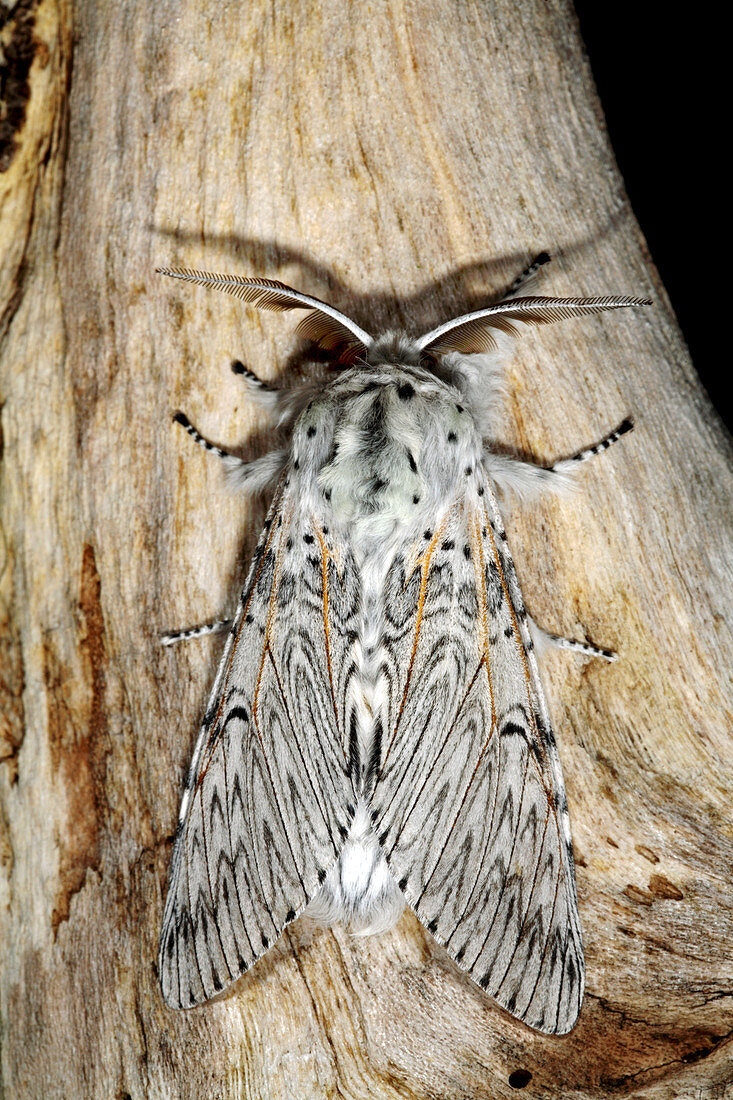 Male puss moth