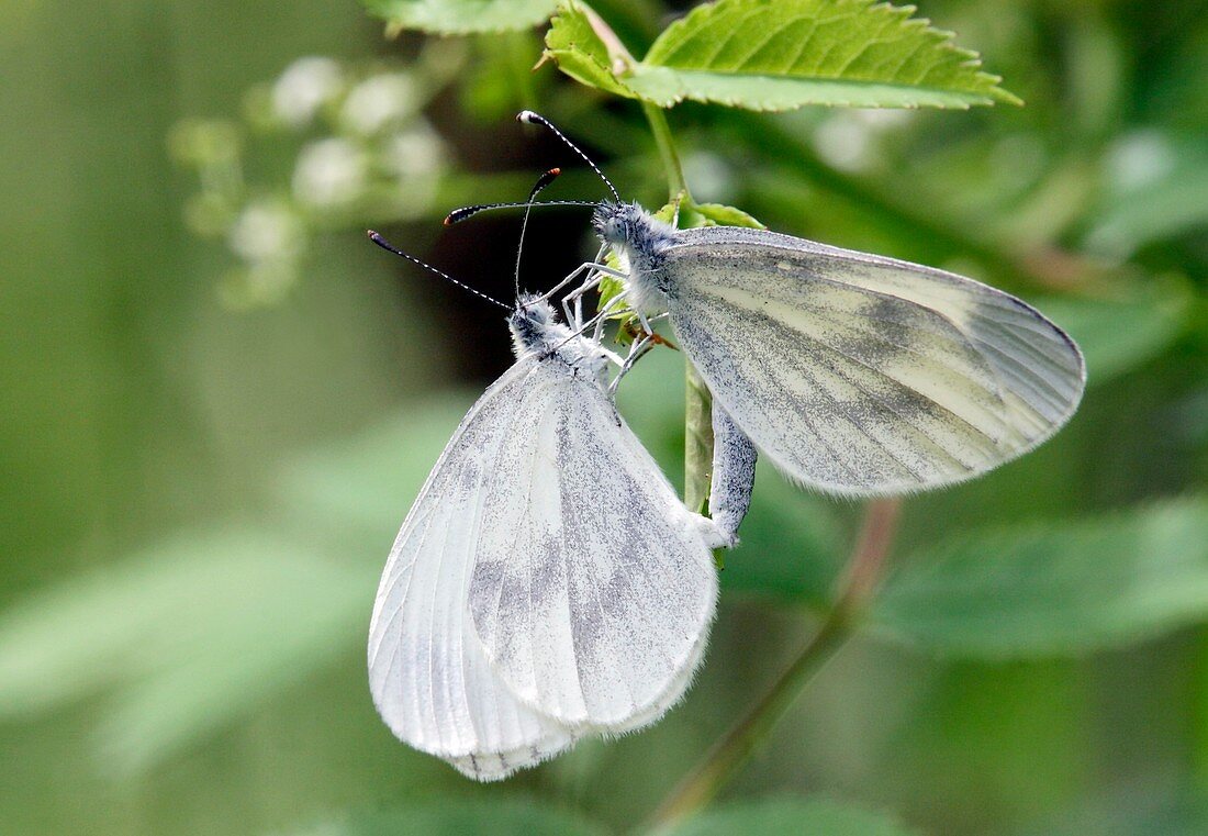 Wood white butterflies