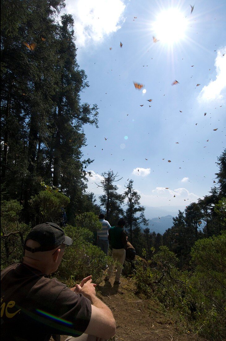 Monarch butterfly nature reserve,Mexico