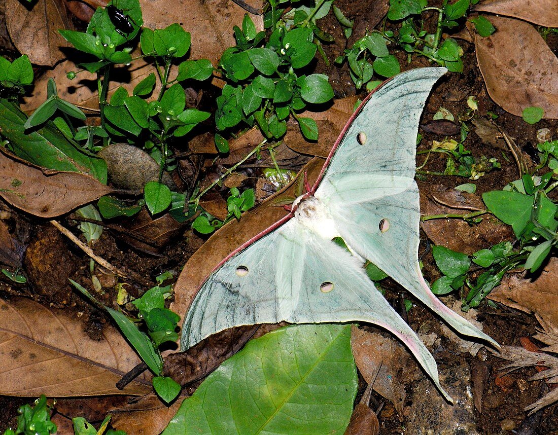 Female Indian moon moth