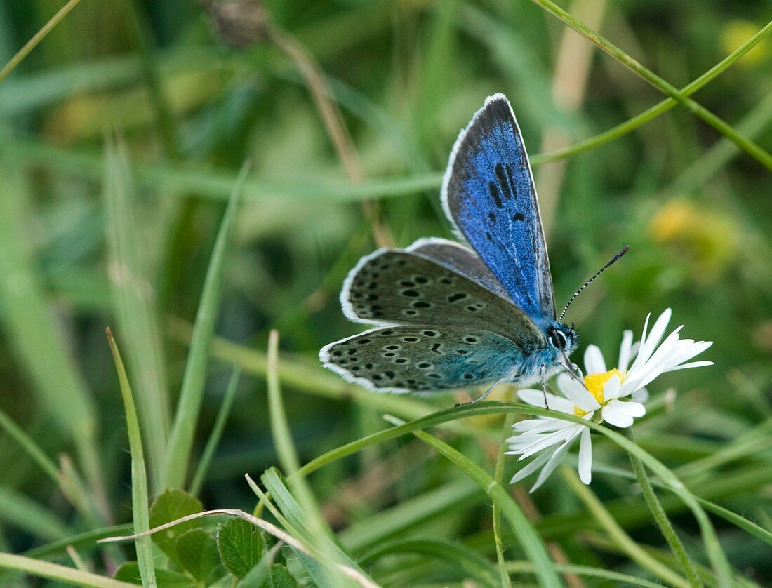 Large blue butterfly on a flower