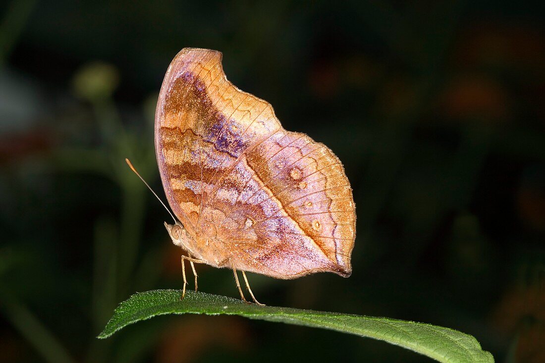 Leafwing butterfly on a leaf