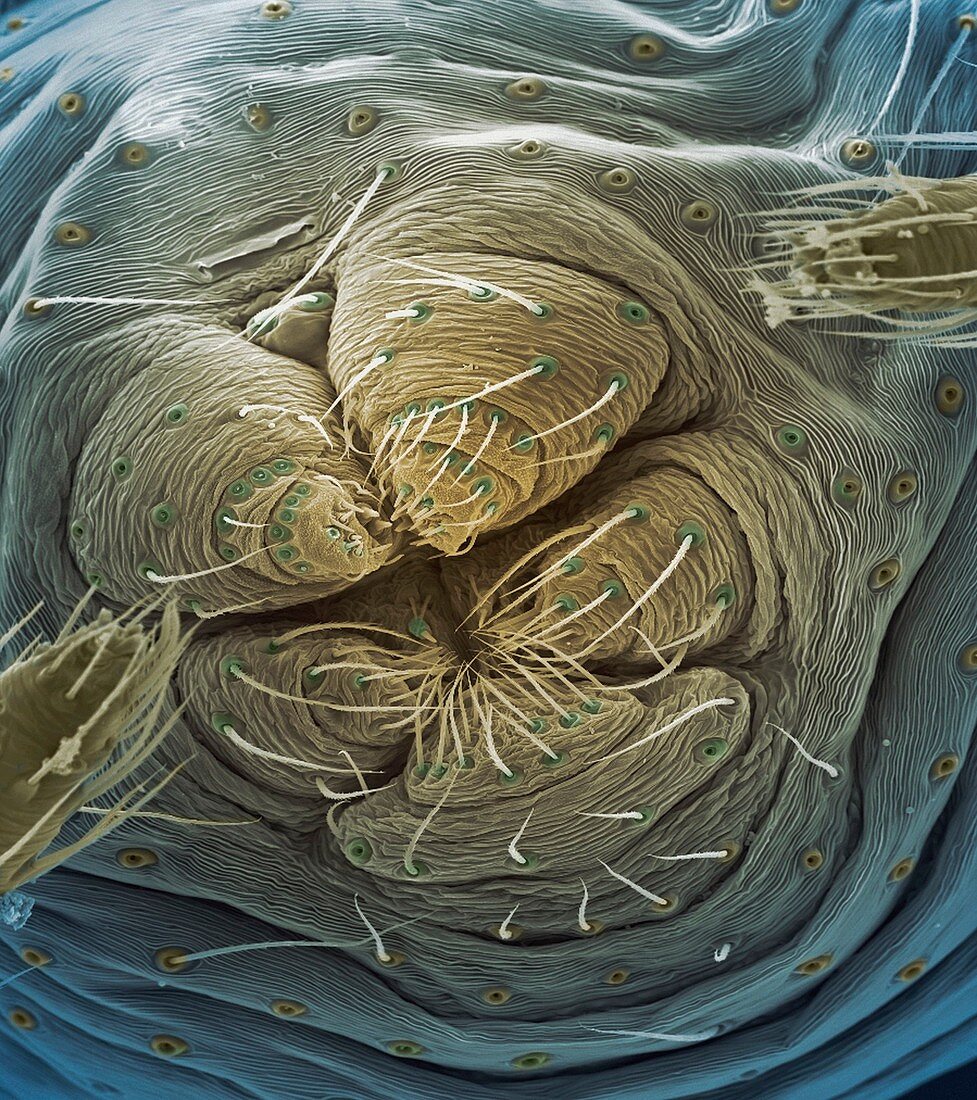 Spider spinnerets,SEM