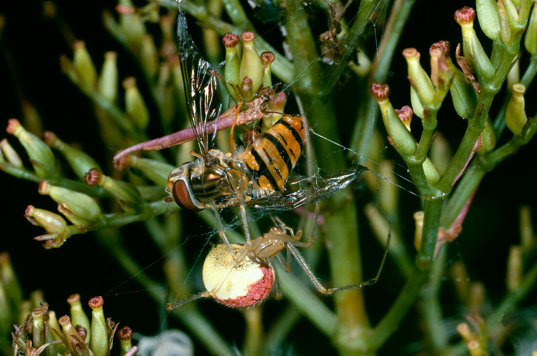 Spider and prey