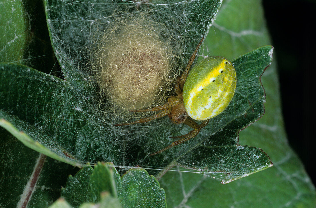 Orb web spider