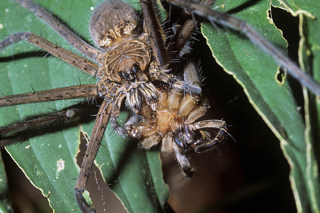 Wolf spider eating another spider