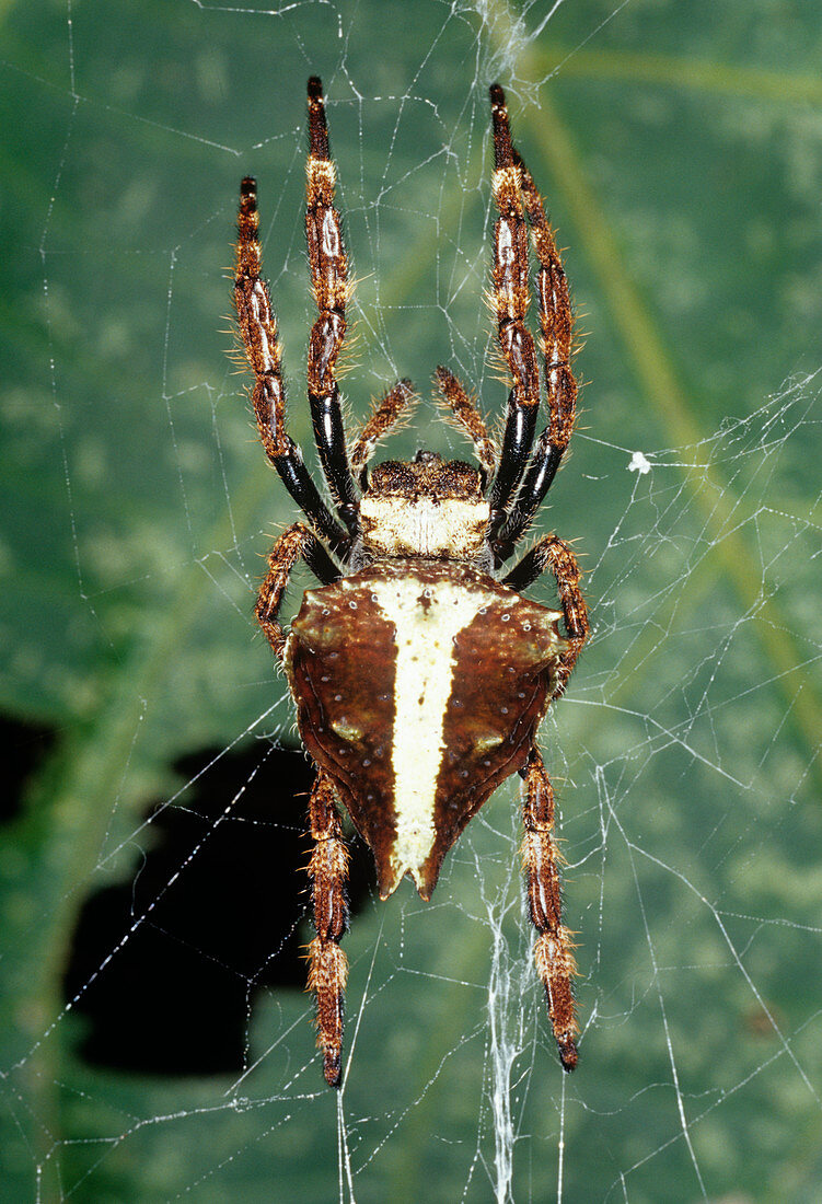 Orb weaver spider