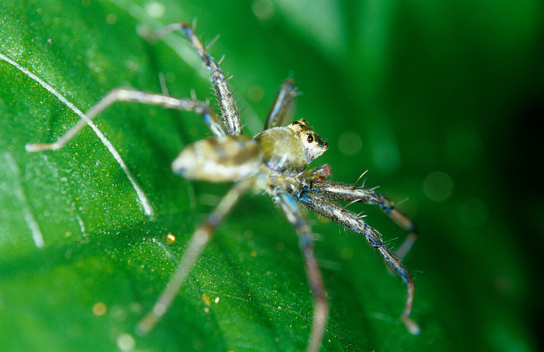 Spider on a leaf