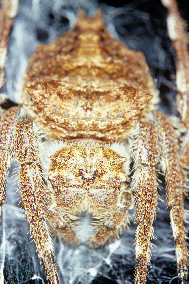 Orb weaver spider (Araneus sp.)
