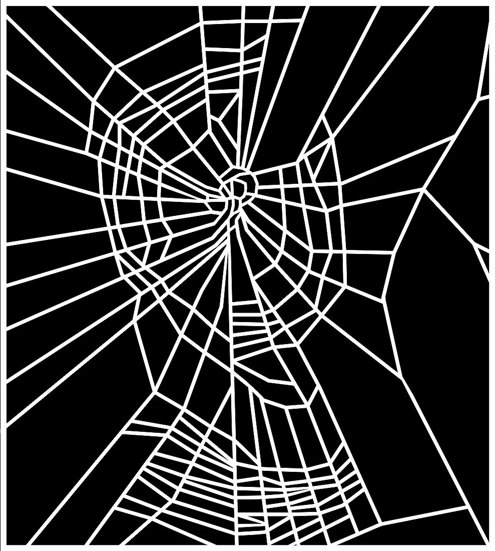 Web of spider exposed to benzedrine