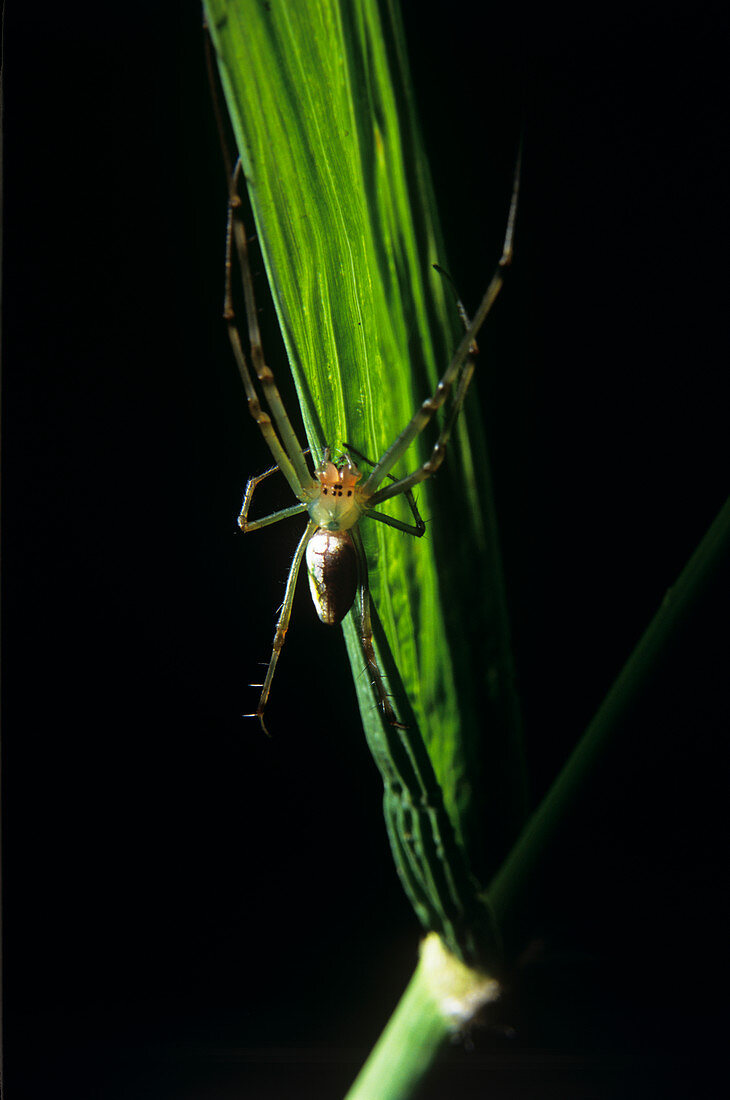 Green lynx spider