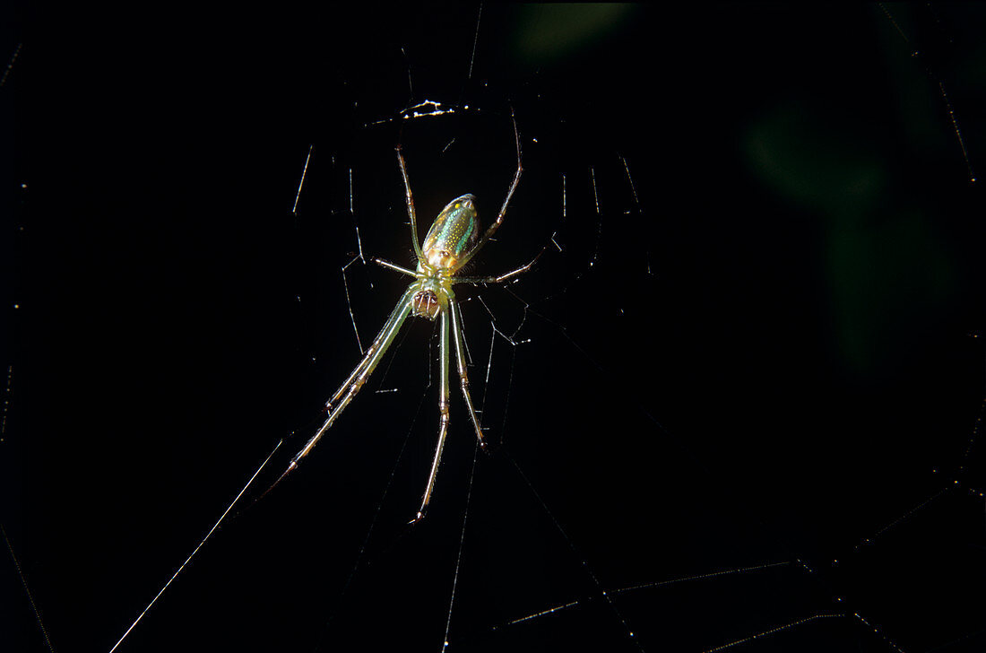 Green lynx spider