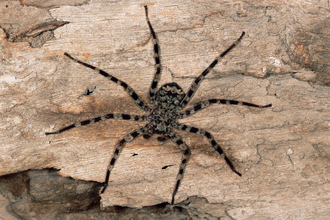 Sparassid spider