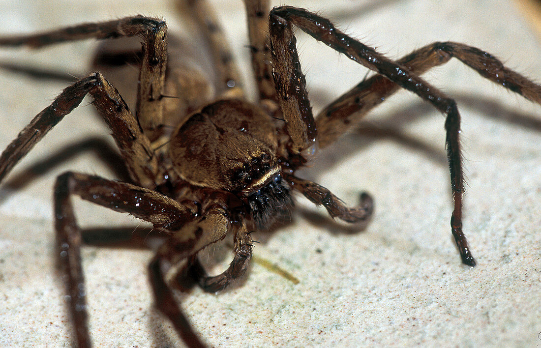 Huntsman spider