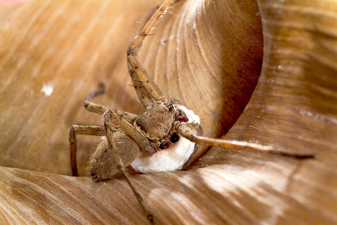 Huntsman spider