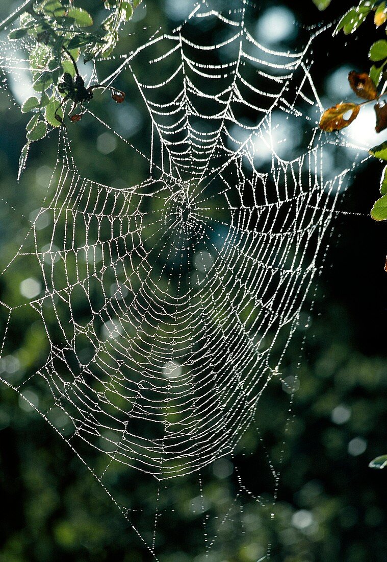Web of spider