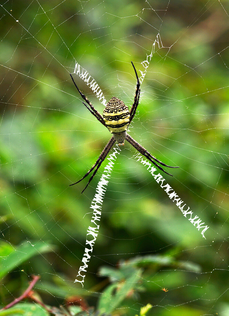Female orb weaver spider
