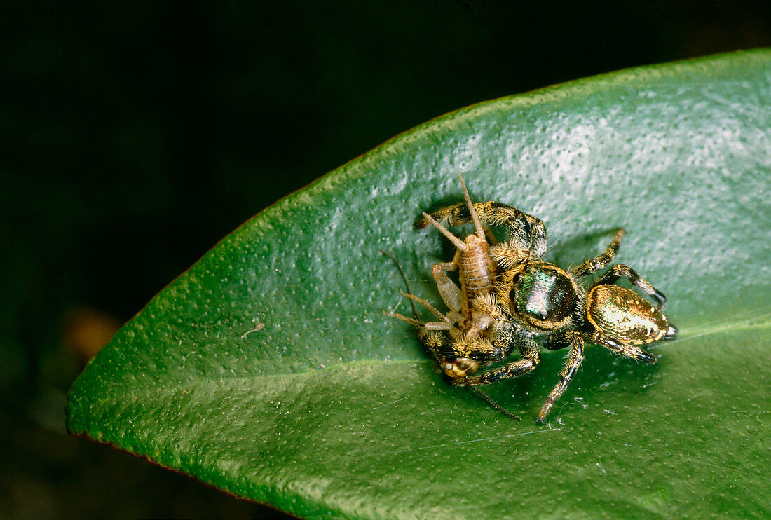 Panamanian jumping spider attacks cricket