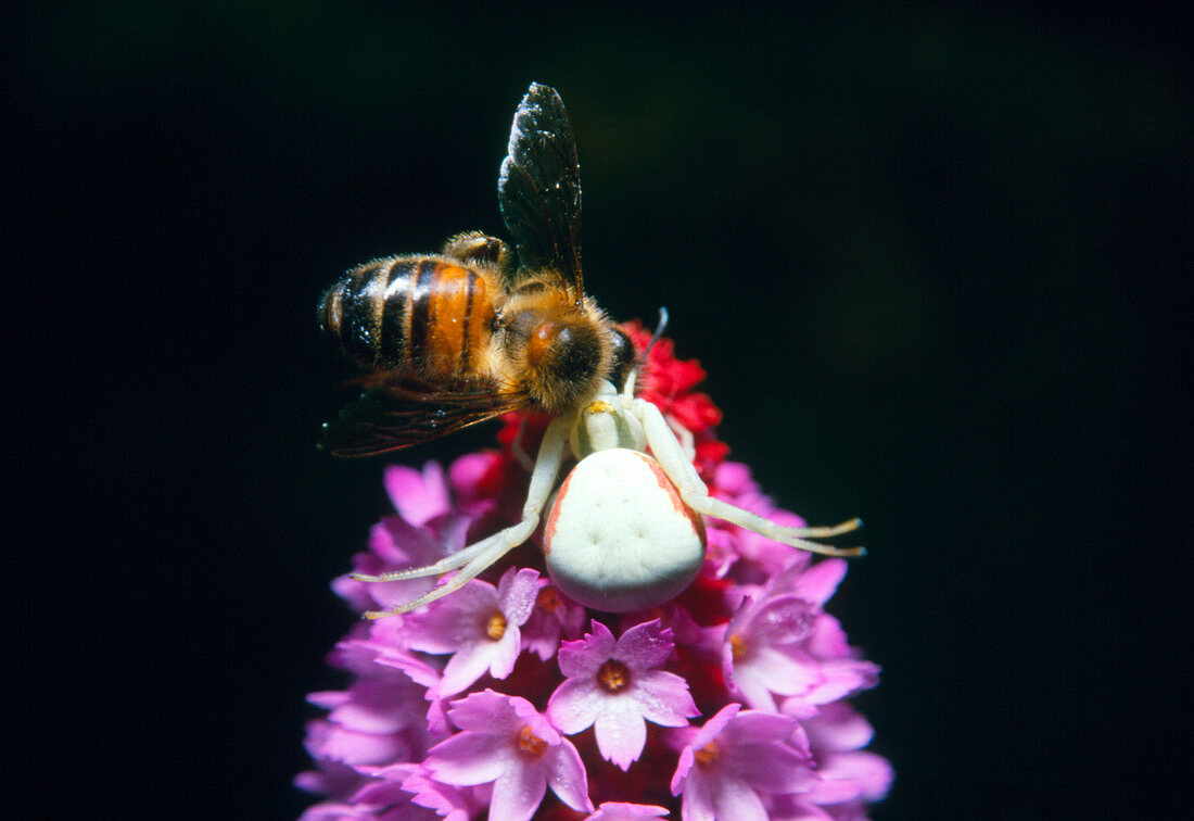 Crab spider feeding