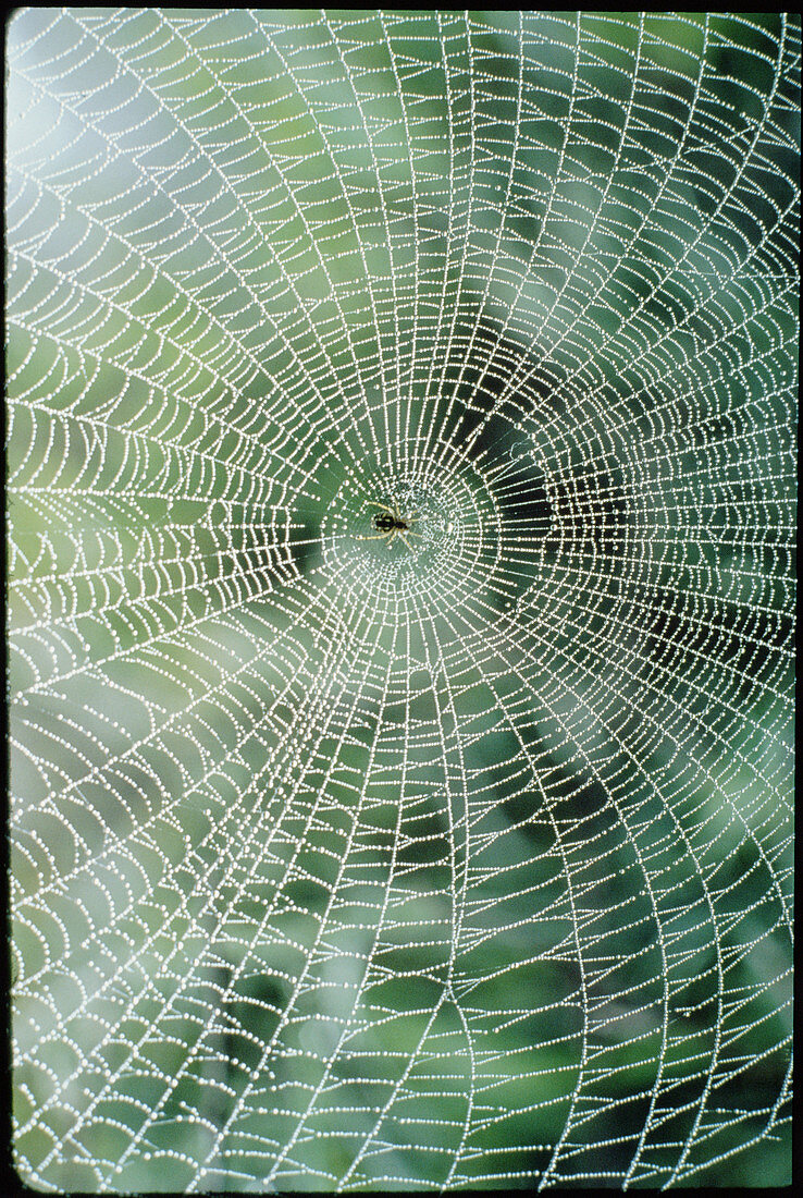 A garden spider