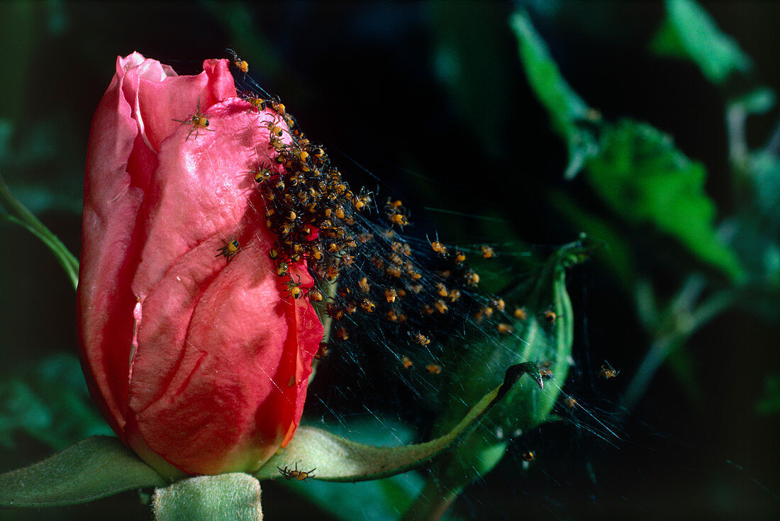 Baby spiders on a rose bud