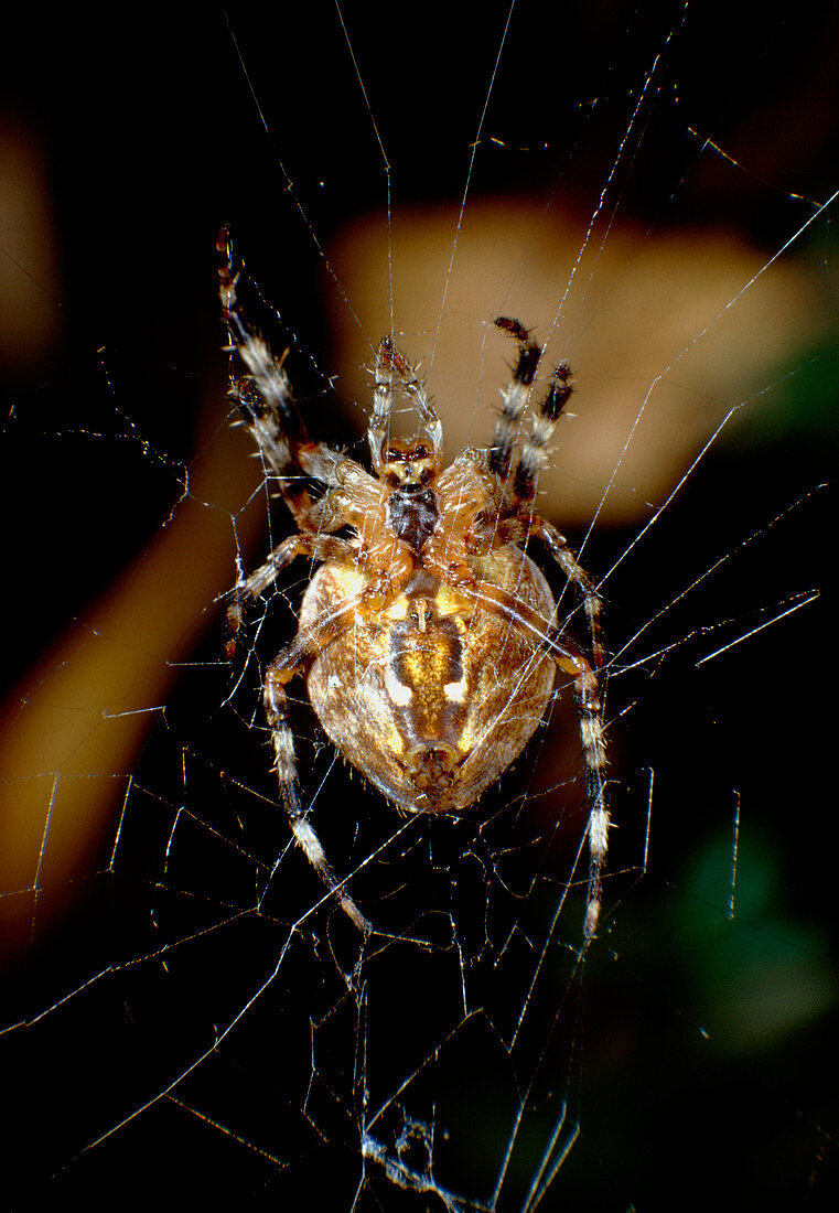 View of underside of common garden spider on web
