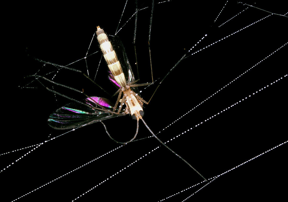 Macrophoto of mosquito caught in spider's web