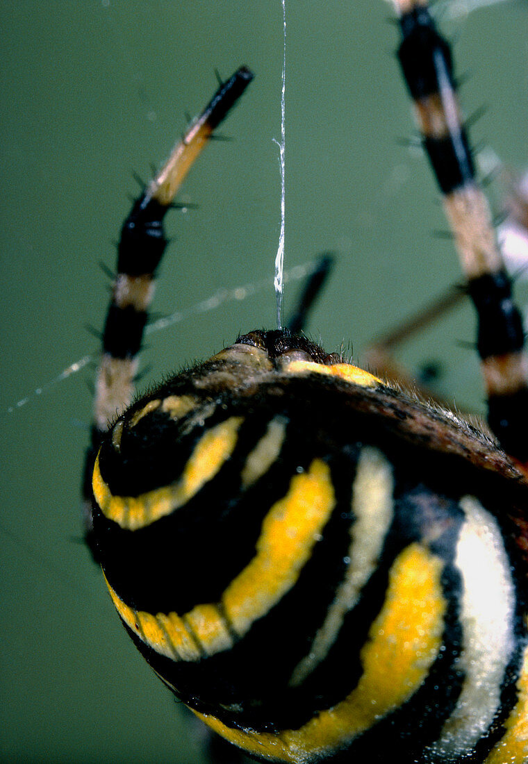 Close-up of a spider's spinnerets
