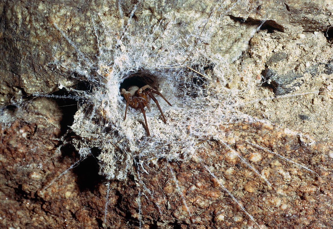 Macrophoto of Segestria spider in tubular web