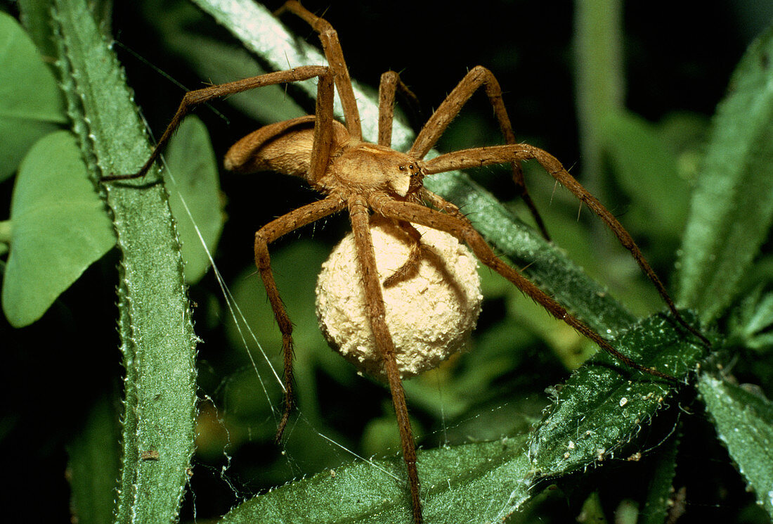 Pisaura mirabilis spider carrying her egg sac