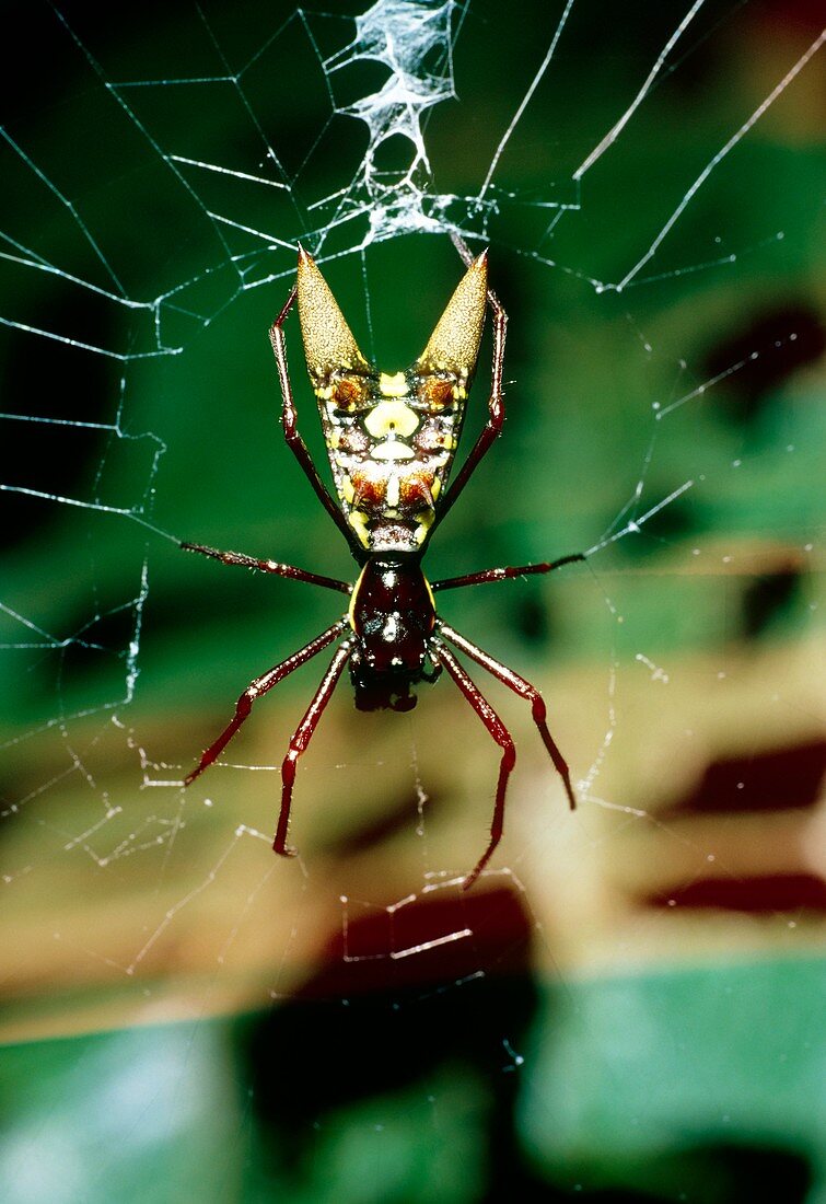 Spider with bizarre abdominal ornamentation