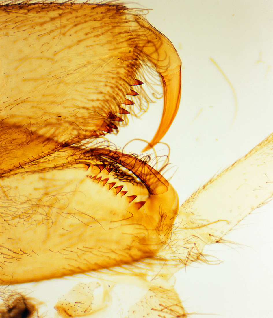 LM of the chelicerae and fangs of a spider