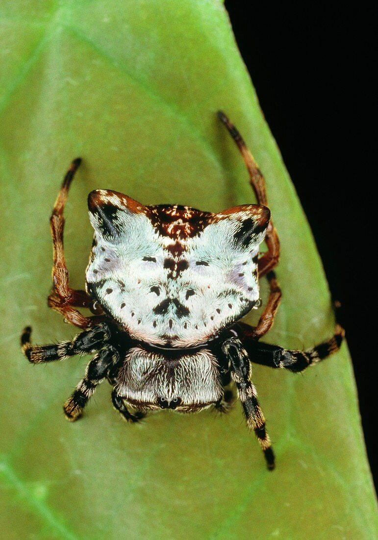 Unidentified spider resembling a bird dropping