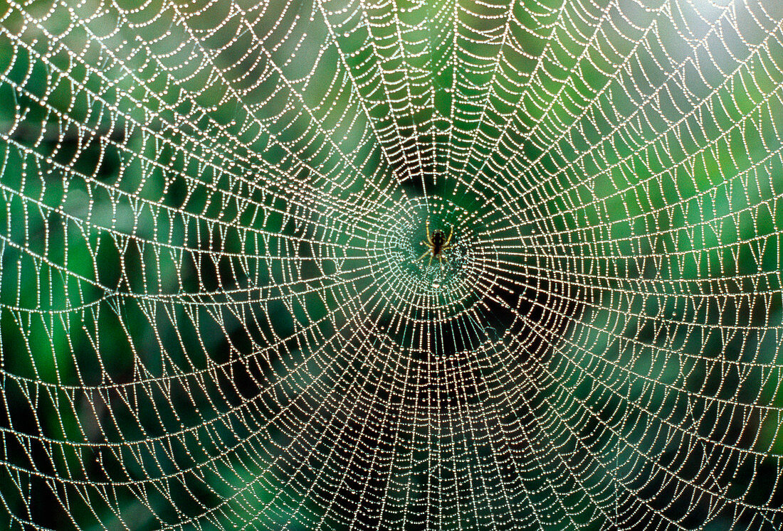 Spider web of Araneus sp. covered with morning dew